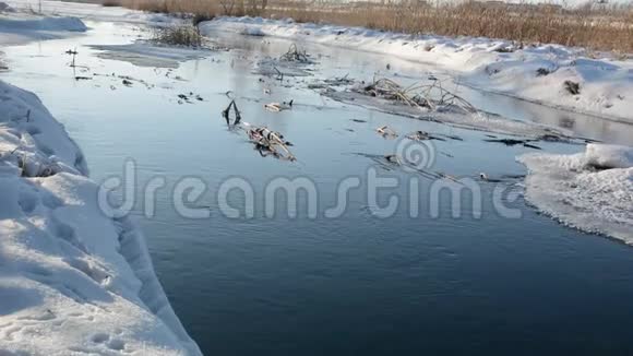 浅快冬天不冻的河流视频的预览图
