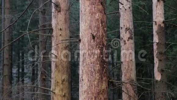 森林中的松树树干视频的预览图