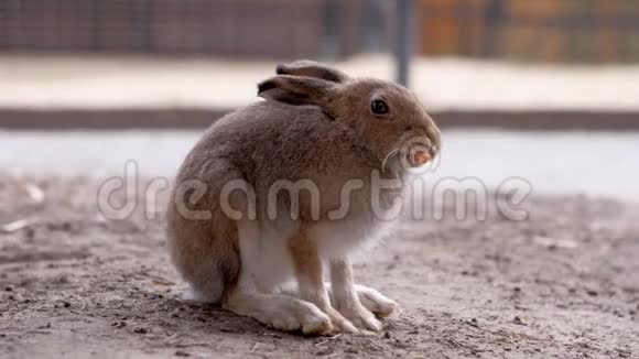 棕色的兔子正在咀嚼胡萝卜视频的预览图