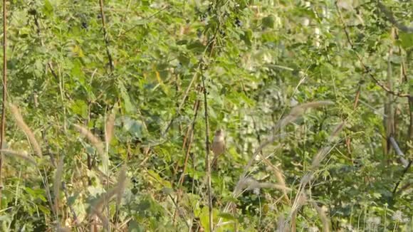 湿地中分枝的褐鸟视频的预览图