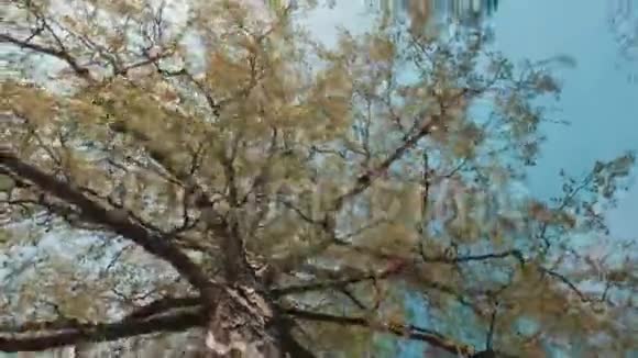 慢慢地向树下望去摄像机在高大的树下移动视频的预览图