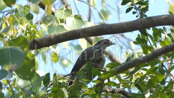亚洲Koel鸟在森林中的分支视频的预览图