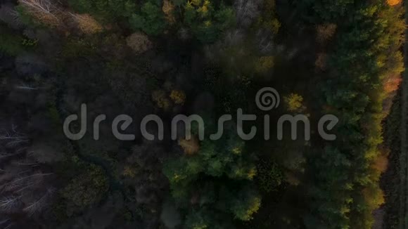 秋季森林碎石路高空俯视图无人机在4K的大自然背景下飞过树梢视频的预览图