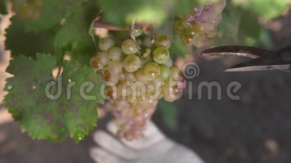 一串白葡萄园丁切一串做白葡萄酒视频的预览图