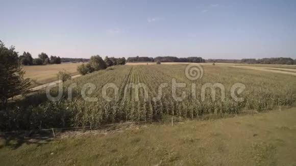 无人驾驶飞机飞过玉米播种的田野视频的预览图