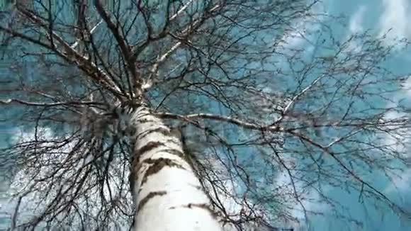 春季大冠的底部视图摄像机在桦树周围移动视频的预览图