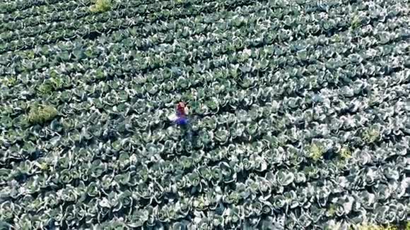 一个农业学家在山顶漫步的卷心菜田视频的预览图