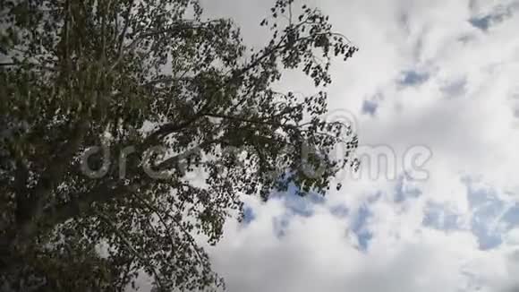 树在强风的田野上多云的天空视频的预览图
