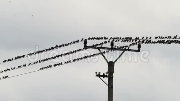 坐在电线上的鸟群视频的预览图