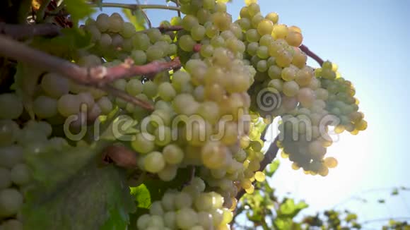 一串葡萄葡萄藤上的白葡萄葡萄藤上成熟的葡萄用来酿造白葡萄酒视频的预览图