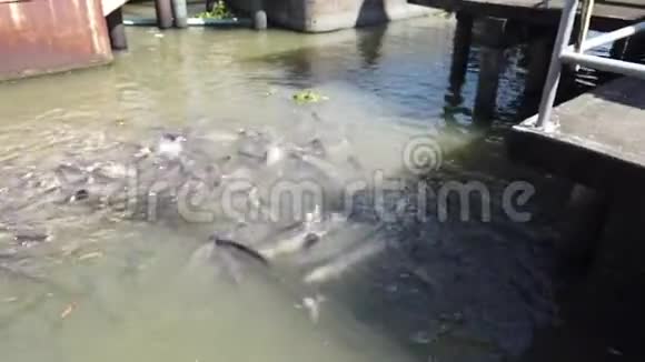庙里的河猫鱼视频的预览图