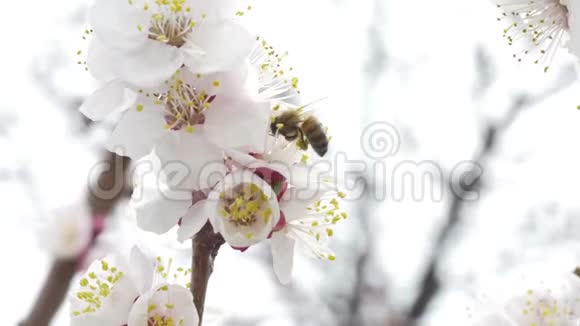 杏花上的蜜蜂视频的预览图