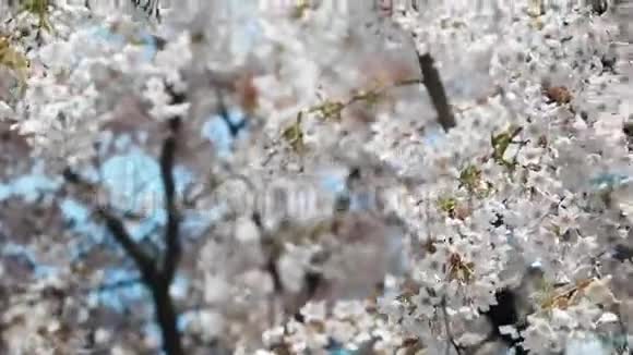 在盛开的樱花树下漫步在樱花树园放松视频的预览图