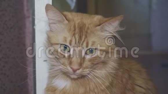 红狡猾的猫惊讶地看着特写视频的预览图