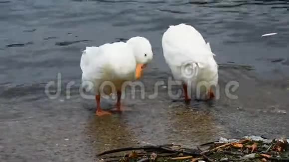 漂浮在海中的黑白鸭子视频的预览图