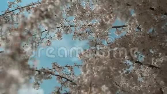 合上樱花树随风摇曳盛开的樱花树下视频的预览图
