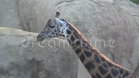 一只野生非洲长颈鹿视频的预览图