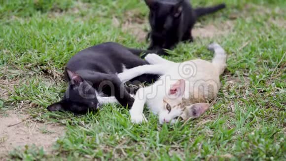 三只猫在草坪上玩耍视频的预览图