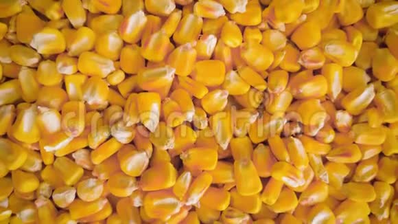 干玉米粒倒在农户手中特写视频的预览图