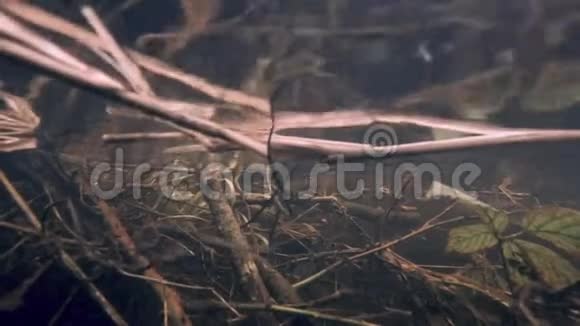 水下泥炭沼泽溪流树根和灌木丛视频的预览图