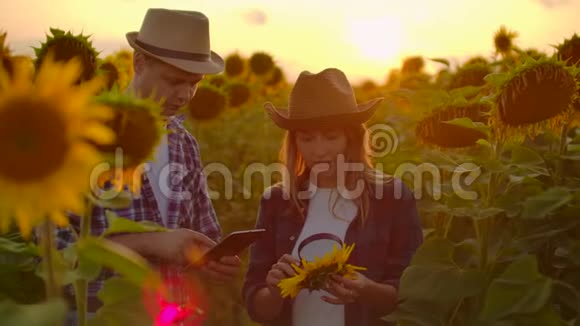 两个农民一男一女在一片土地上使用平板电脑日落时向日葵估计收成和视频的预览图