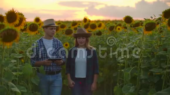 两个农民一男一女在一片土地上使用平板电脑日落时向日葵估计收成和视频的预览图