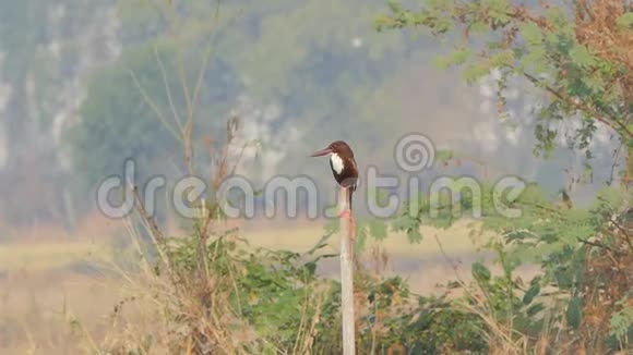 湿地中的白喉翠鸟视频的预览图