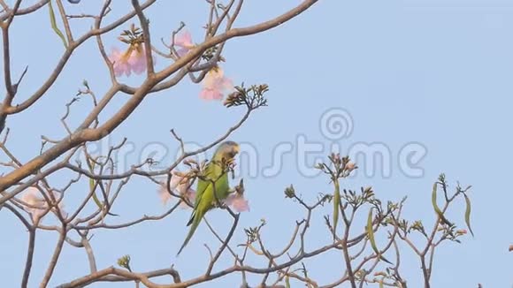 鹦鹉吃树上花的花粉视频的预览图