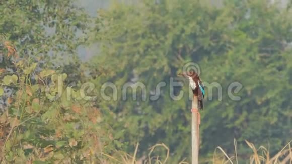 湿地中的白喉翠鸟视频的预览图