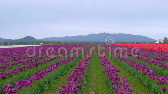 鲜艳的紫罗兰色郁金香花田视频的预览图