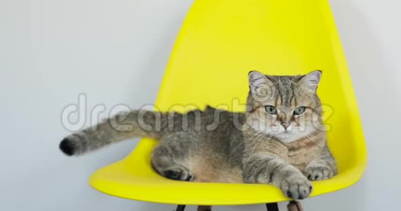 灰色愤怒的猫躺在黄色的椅子上摇着尾巴看着相机视频的预览图