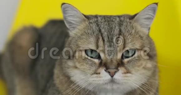 懒猫在黄色背景上看相机的肖像视频的预览图