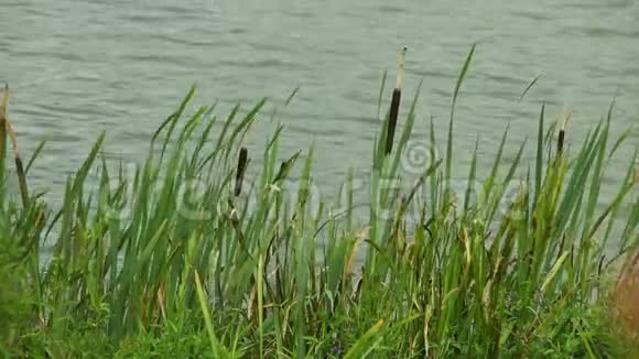 湖岸绿草如茵视频的预览图