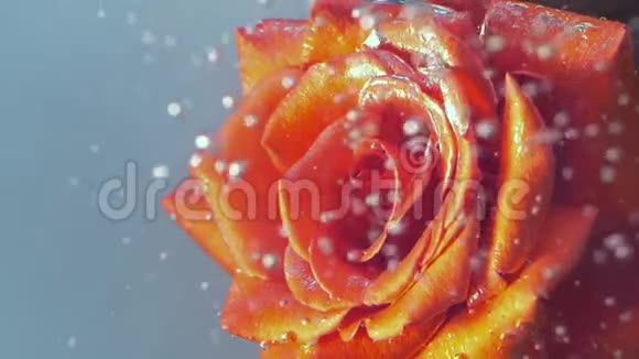 红玫瑰在水下视频的预览图