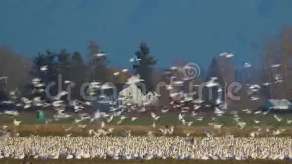 加拿大雪雁的Murmuration视频的预览图