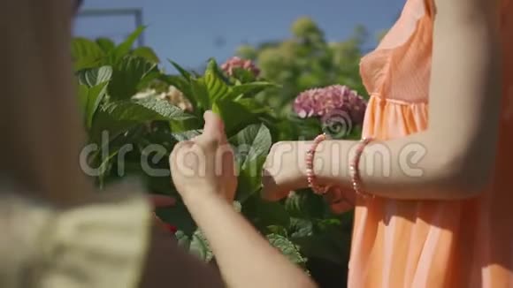 妈妈和女儿亲密的双手抚摸着粉红色的花欣赏着它的美丽家庭幸福连接视频的预览图