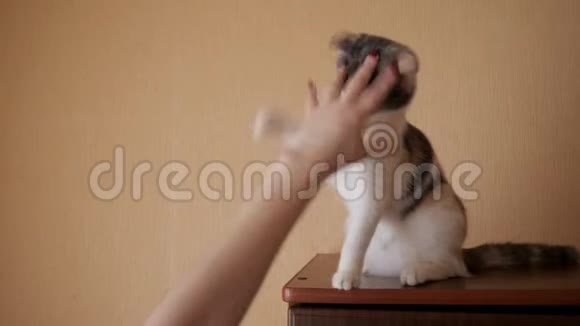 女人的手在玩猫视频的预览图