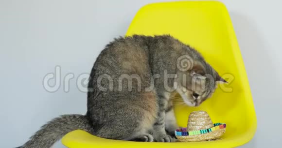 不高兴的猫正戴着草帽坐在黄色的椅子上视频的预览图