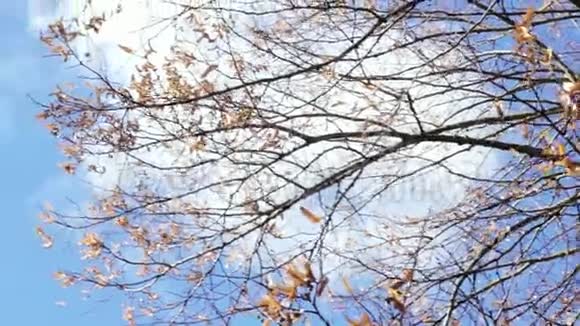 去年的树枝在春天的蓝天的映衬下了叶子视频的预览图