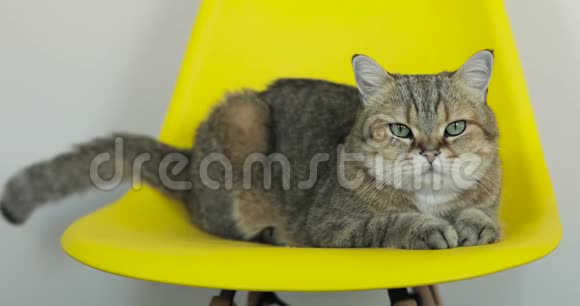 灰猫躺在黄色的椅子上摇着尾巴看着相机视频的预览图