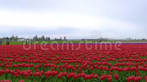 多云天气下田野里的红色郁金香视频的预览图