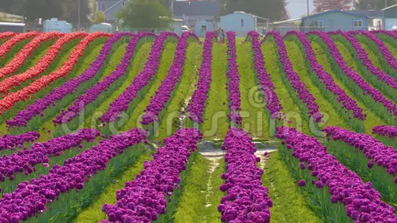 鲜艳的紫罗兰色郁金香花田视频的预览图