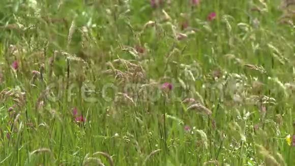 野生燕麦杂草和红色三叶草视频的预览图
