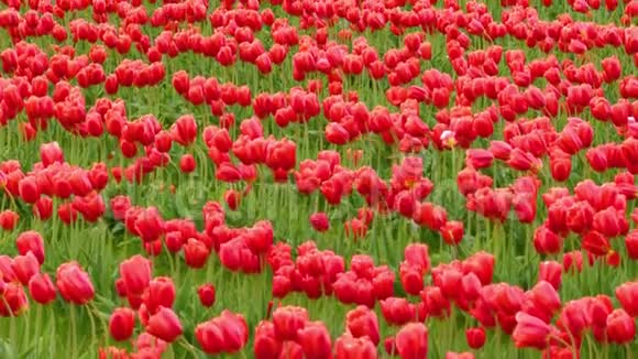 多云天气下田野里的红色郁金香视频的预览图
