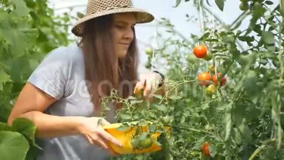 微笑的女人在温室里收集红番茄视频的预览图