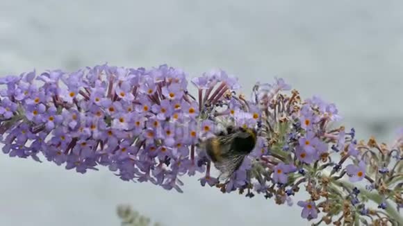 一种大黄蜂或大黄蜂或庞巴属的卑微蜜蜂视频的预览图