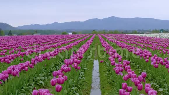 鲜艳的紫罗兰色郁金香花田视频的预览图