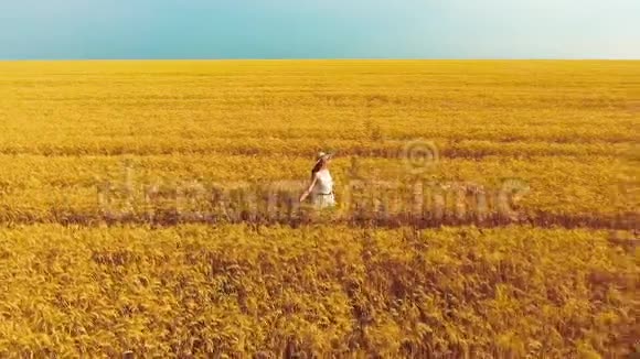 夏季女性触摸成熟麦穗在金色麦田行走视频的预览图