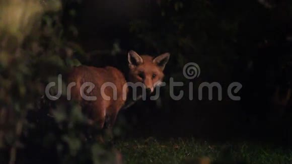 城市野狐晚上在房子草坪上视频的预览图