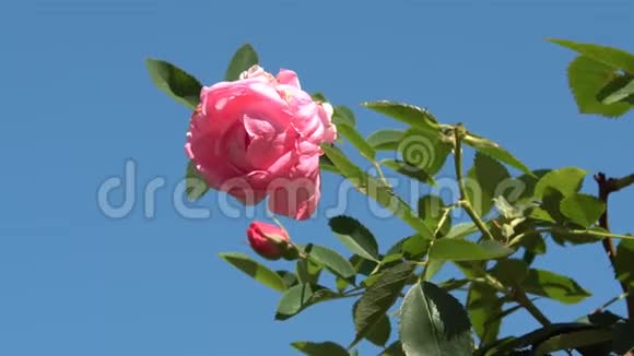 玫瑰在花园里盛开视频的预览图